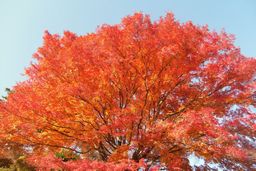 霞ヶ城公園